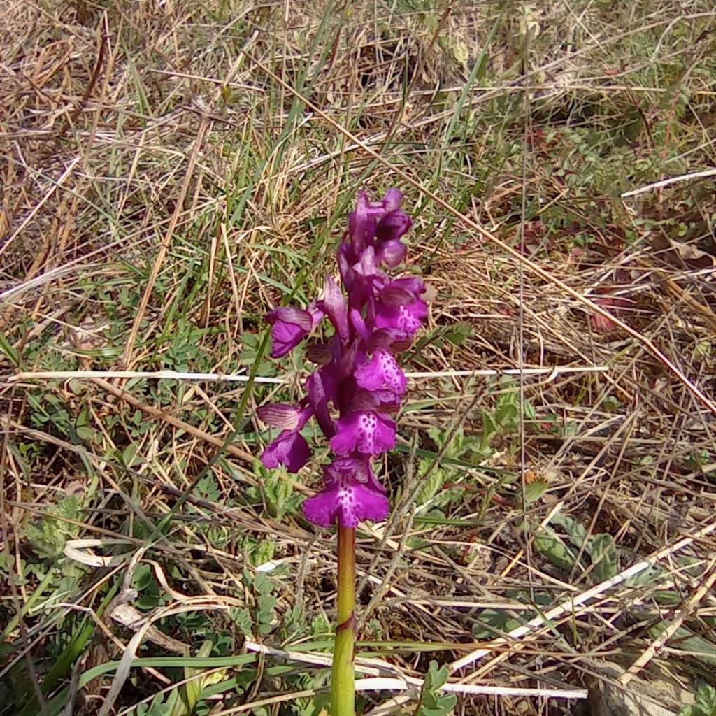 orchidee-Casentino